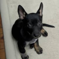 Photo of Gigi 🩷 16 Weeks Mini Foxy, Jack Russell, Kelpie