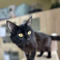 Photo of 🥛 Chia 5793 🥛