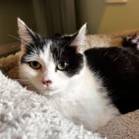 Photo of Ayla * 9 Lives Project Rescue*