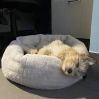 Photo of Willow