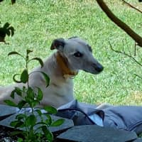 Photo of Mac 🐾💙.  Assisted Rehome