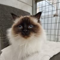 Photo of Coco