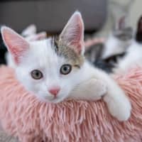 Photo of Apollo