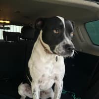 Photo of Loki   Assisted Rehome 🎾