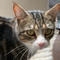 Photo of Stripes