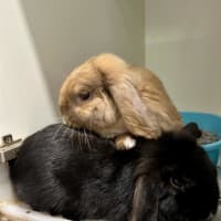 Photo of Cinnamon & Coco