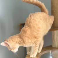 Photo of Dexter