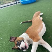 Photo of Zeke Imp 1305