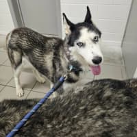 Photo of Benji And Dusty 