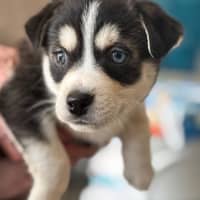 Photo of Beau