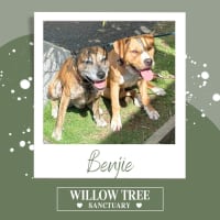Photo of Benjie
