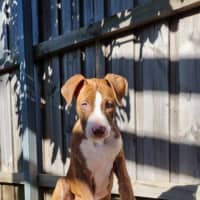 Photo of Soxx
