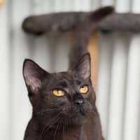 Photo of Flint