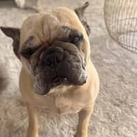 Photo of Rubble *$350 Adoption Fee*