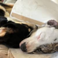 Photo of Cheetoh Puff