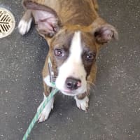 Photo of Lil Lasagna