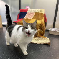 Photo of Choo Choo Train