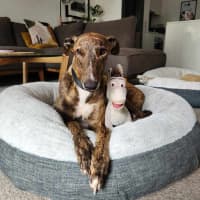 Photo of Tiger, The Adorable Greyhound