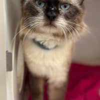 Photo of Ronan (9025)