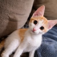 Photo of Fin