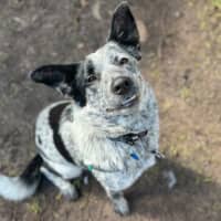 Photo of Bella