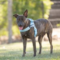 Photo of Maggie