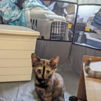 Photo of Midnight