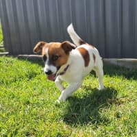 Photo of Pirana