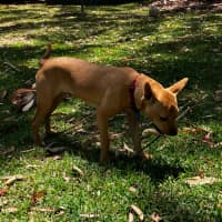 Photo of Kootenai   1 Year Old Kelpie X (On Trial)