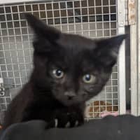 Photo of Scar
