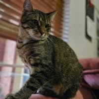 Photo of Remi *9 Lives Project Rescue*