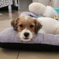 Photo of Tinkerbell Aka Tink