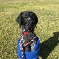 Photo of Rambo
