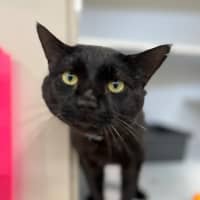 Photo of Santana (9993)