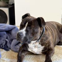 Photo of Sugar