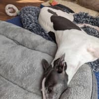 Photo of Flowers, The Greyhound