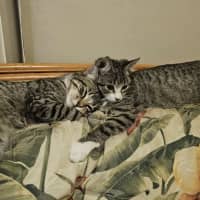 Photo of Truffle & Faun 