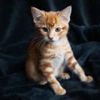 Photo of Peanut Brittle