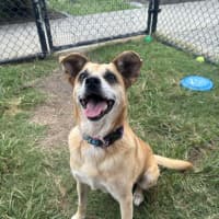 Photo of Milo