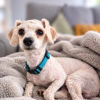 Photo of Alfie