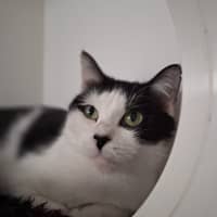 Photo of Sweetheart
