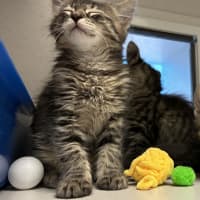 Photo of Fenris