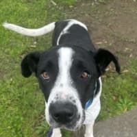 Photo of Lacey