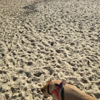 Photo of Mia   2 Year Old Kelpie X