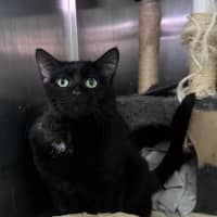 Photo of Sirius Black