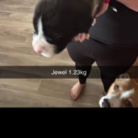 Photo of Jewel