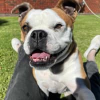 Photo of Jessie 