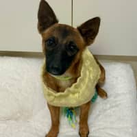 Photo of Indi