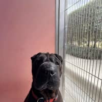 Photo of Bonnie