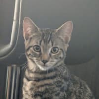 Photo of Ziggy